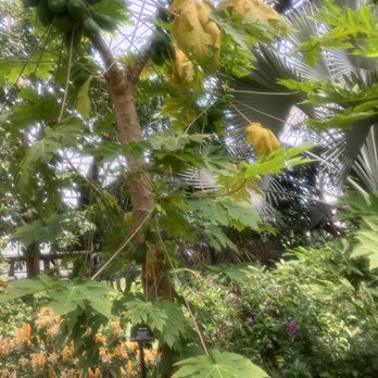 Lincoln Park Conservatory - Palm House - Parks Near Me - Chicago, Illinois