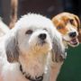 Camp Bow Wow