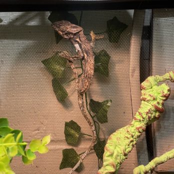 Aquatics Galore - Dying spiny chameleon - Pet Stores Near Me - Fairborn, Ohio