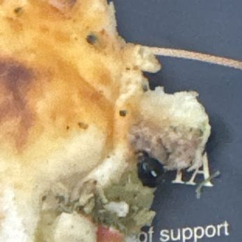 Sunbake Pita Bakery - My bug in my food - Bakeries Near Me - Edmonton, Alberta Sunbake Pita Bakery - My bug in my food - Bakeries Near Me - Edmonton, Alberta
