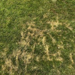 TruGreen Lawn Care