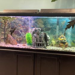 Oceana Diner - The Aquarium