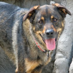 Treetops Pet Resort - Lola Loved all the dogs to play with at Treetops.