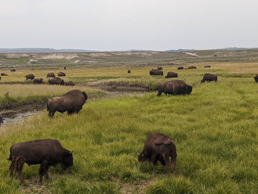 Hayden Valley by null