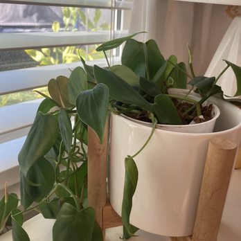 Trellis Plant & Design - Another plant I bought here - Home Decor Near Me - Los Angeles, California Trellis Plant & Design - Another plant I bought here - Home Decor Near Me - Los Angeles, California