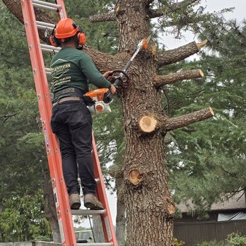 Relentless Yard Service - Tree removal! - Irrigation Near Me - Yakima, Washington Relentless Yard Service - Tree removal! - Irrigation Near Me - Yakima, Washington