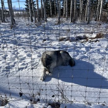 Yamnuska Wolfdog Sanctuary - Wolf dog - Tours Near Me - Cochrane, Alberta Yamnuska Wolfdog Sanctuary - Wolf dog - Tours Near Me - Cochrane, Alberta