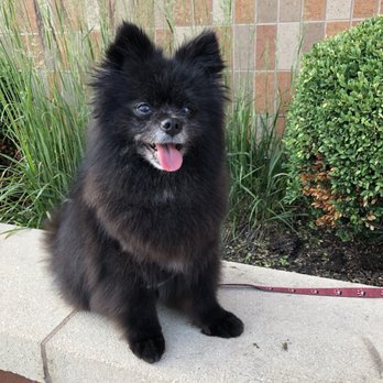 PetSmart - Pet Groomers Near Me - Mt Prospect, Illinois PetSmart - Pet Groomers Near Me - Mt Prospect, Illinois