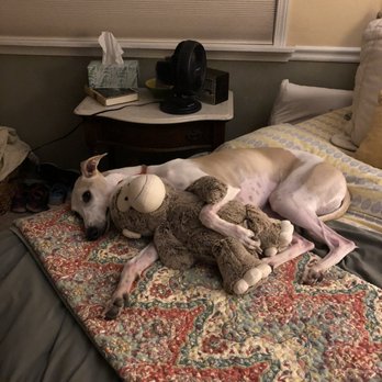 Fremont Pups Playhouse - Spiffy cuddling with monkey - Pet Boarding Near Me - Fremont, California Fremont Pups Playhouse - Spiffy cuddling with monkey - Pet Boarding Near Me - Fremont, California