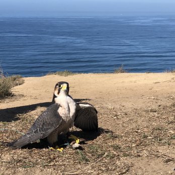 Total Raptor eXperience - Bunco after catching the lure - Specialty Schools Near Me - La Jolla, California