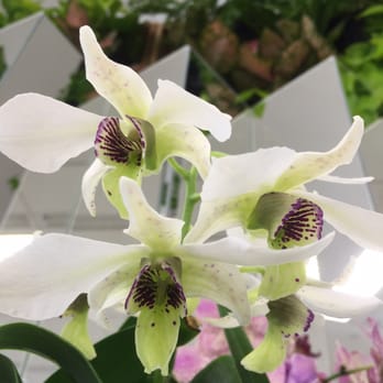 Crystal Bridge - The Deceptive Orchids exhibit was amazing and apparently an annual event! - Botanical Gardens Near Me - Oklahoma City, Oklahoma