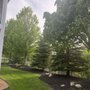Tree Star Arborists