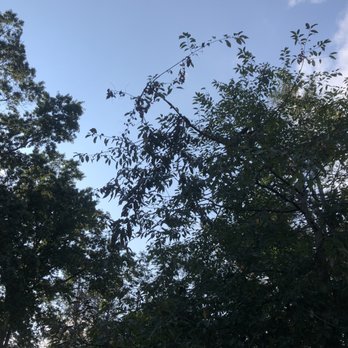Sami's Tree Service - Broken branches left in tree - Tree Services Near Me - Middlesex, New Jersey