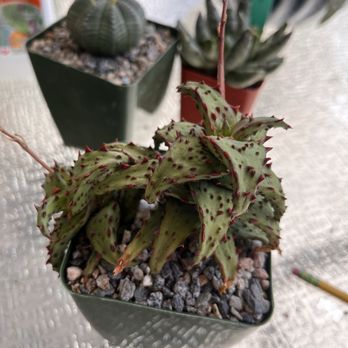 11:1 Succulent Nursery - Nurseries & Gardening Near Me - Whittier, California 11:1 Succulent Nursery - Nurseries & Gardening Near Me - Whittier, California