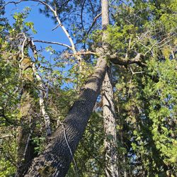 Morgan Tree Service