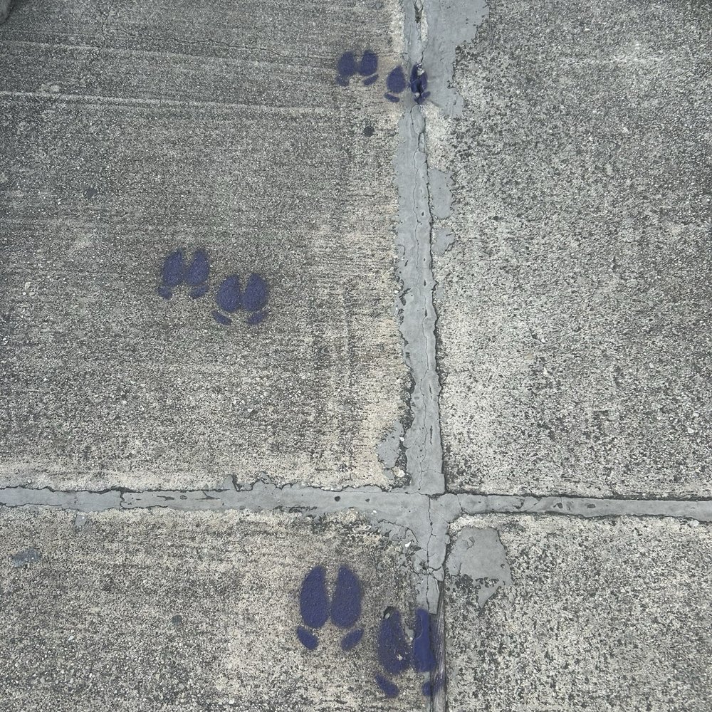 The Purple Pig BBQ - Pig foot prints going in - Barbeque Near Me - Schertz, Texas The Purple Pig BBQ - Pig foot prints going in - Barbeque Near Me - Schertz, Texas