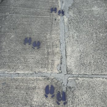 The Purple Pig BBQ - Pig foot prints going in - Barbeque Near Me - Schertz, Texas The Purple Pig BBQ - Pig foot prints going in - Barbeque Near Me - Schertz, Texas