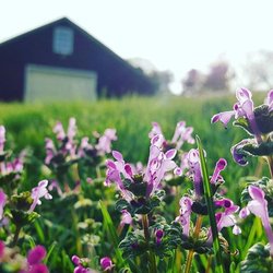 Firefly Hollow Wellness - Spring Time at Firefly Hollow!