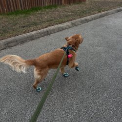 Golden Solutions Dog Training