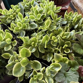 Hilltop Gardens - Nurseries & Gardening Near Me - Federal Heights, Colorado