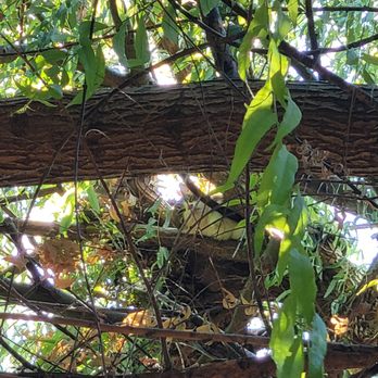 Califa Tree Care - Tree Services Near Me