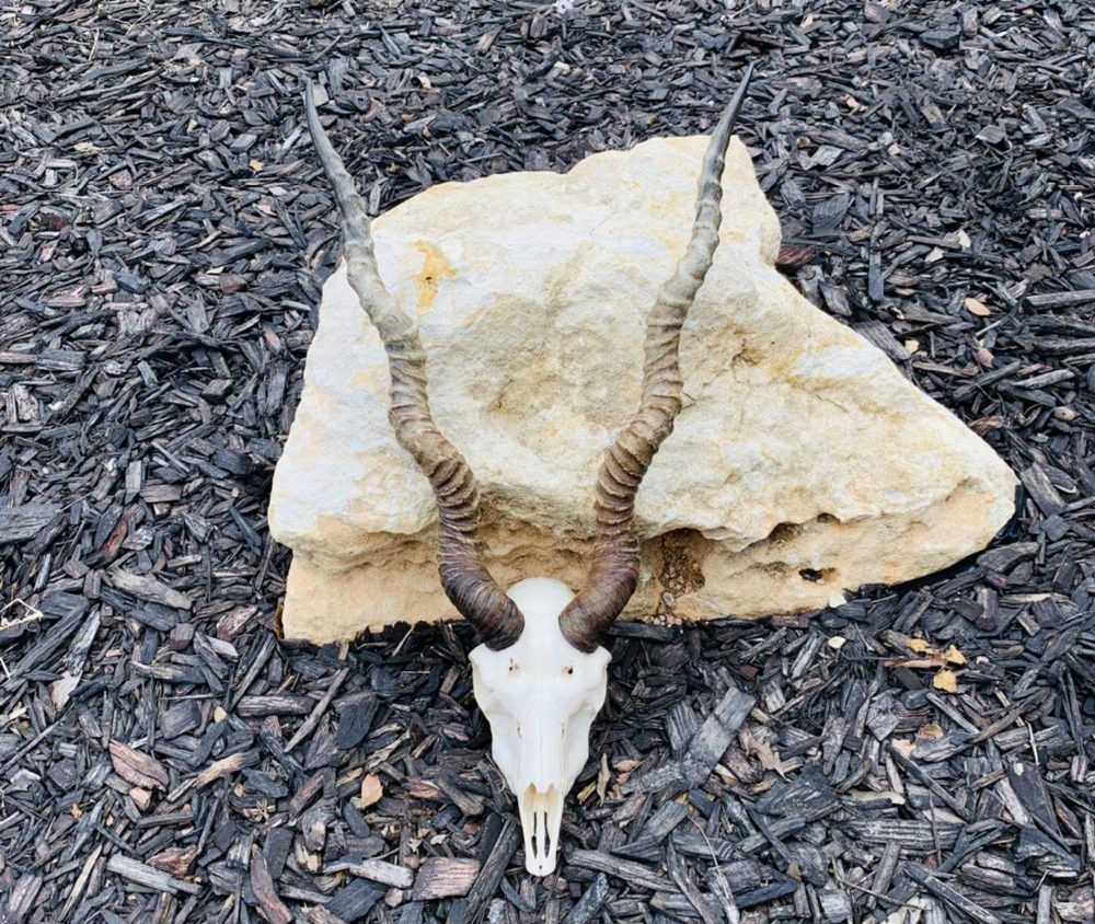 Bone Head Mounts Taxidermy  - taxidermy in San Antonio, TX