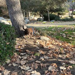 Cottonwood Creek Park - Doggie area for sniffin'