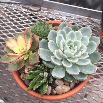 OC Succulents - About $11 for everything! - Nurseries & Gardening Near Me - Irvine, California OC Succulents - About $11 for everything! - Nurseries & Gardening Near Me - Irvine, California
