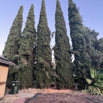 Better City Tree Services Inc. - Before - Tree Services Near Me - Martinez, California
