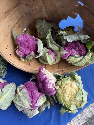 Alachua County Farmers' Market by null