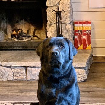 Veterinary Emergency Group - Bear says Thank You!!! - Emergency Pet Hospital Near Me - Encinitas, California