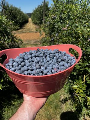 Greens Bridge Gardens