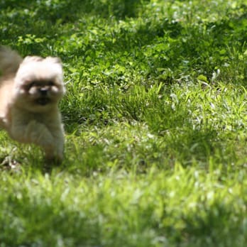 Camp 4 paws - Pet Sitting Near Me - Memphis, Tennessee Camp 4 paws - Pet Sitting Near Me - Memphis, Tennessee