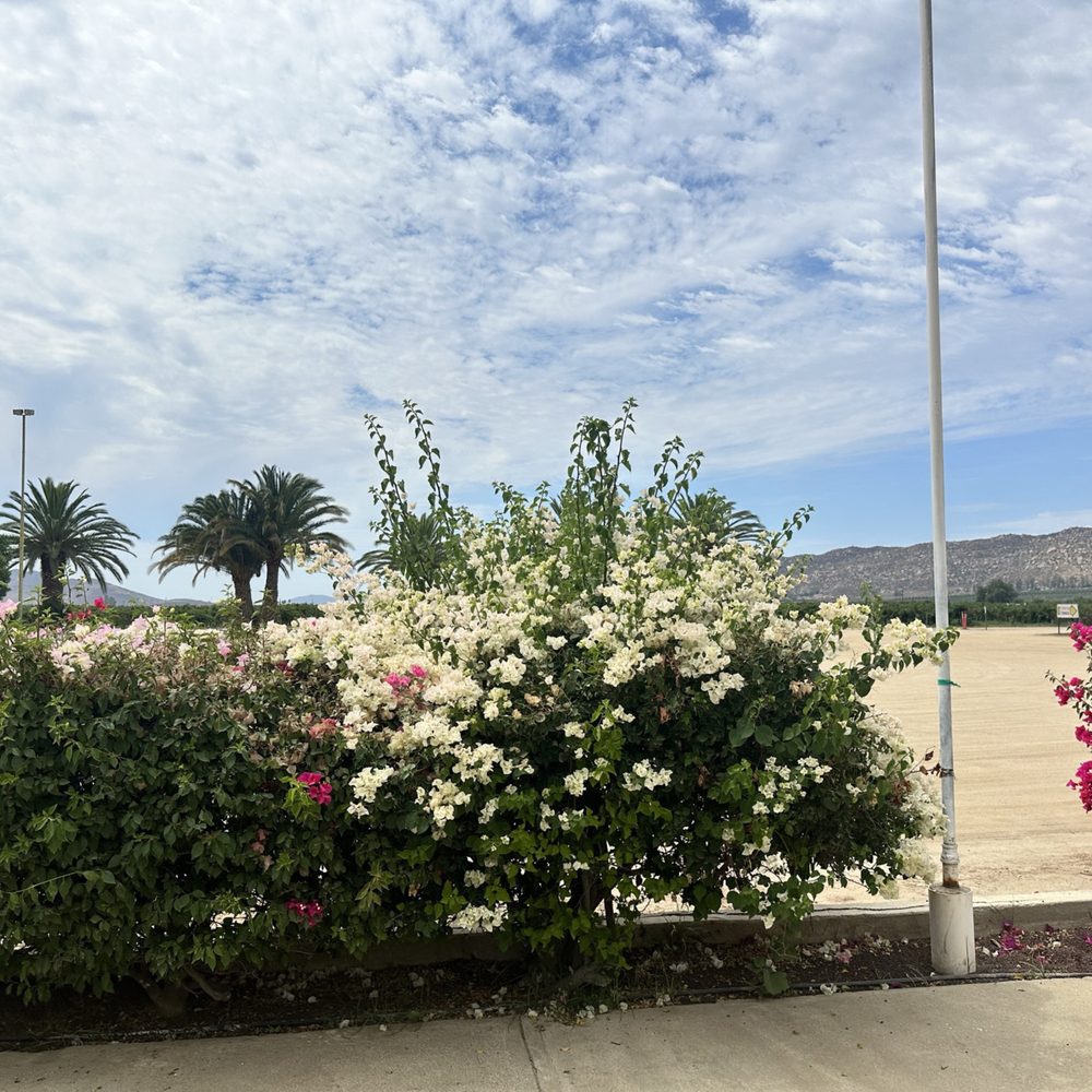 LA Cetto - Wineries Near Me - Valle de Guadalupe, BCN