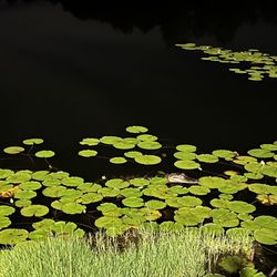 Coastal Georgia RV Resort - Gator in the moonlight