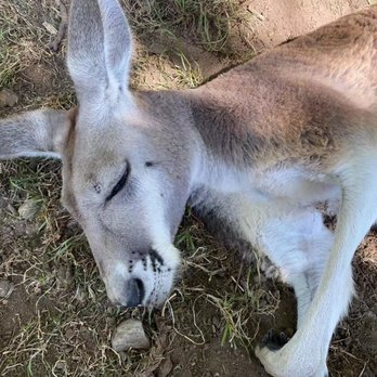 Fall City Wallaby Ranch - Ranches Near Me - Fall City, Washington