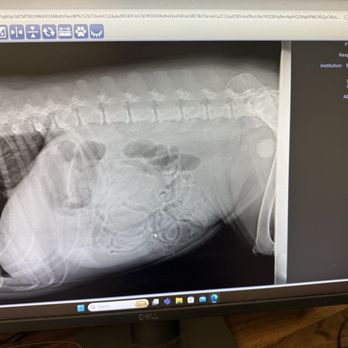 West Texas Emergency Veterinary Clinic - Bladder stone, the big white circle next to her back leg - Veterinarians Near Me - Odessa, Texas West Texas Emergency Veterinary Clinic - Bladder stone, the big white circle next to her back leg - Veterinarians Near Me - Odessa, Texas
