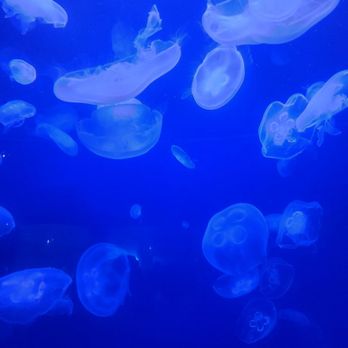 Downtown Aquarium - Museums Near Me - Denver, Colorado Downtown Aquarium - Museums Near Me - Denver, Colorado