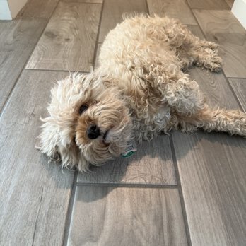Top Dog - Pet Groomers Near Me - Clovis, California Top Dog - Pet Groomers Near Me - Clovis, California