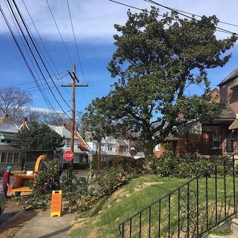 Tree Tech - We can perform line clearance work that will still leave the tree aesthetically pleasing afterwards. - Tree Services Near Me Tree Tech - We can perform line clearance work that will still leave the tree aesthetically pleasing afterwards. - Tree Services Near Me