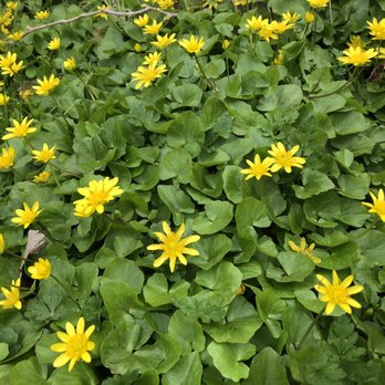 ludovico sculpture trail - Flora - Hiking Near Me - Seneca Falls, New York