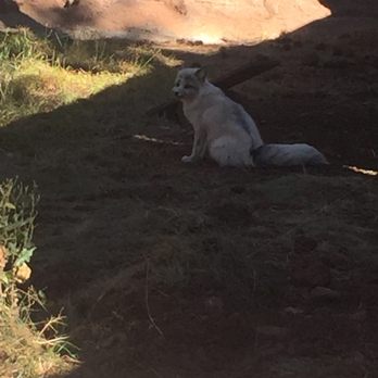 Bearizona - Zoos Near Me - Williams, Arizona Bearizona - Zoos Near Me - Williams, Arizona