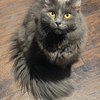 Tacoma Cat Hospital - Veterinarians Near Me - Fircrest, Washington Tacoma Cat Hospital - Veterinarians Near Me - Fircrest, Washington