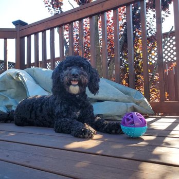 Dirty Dog Salon - Shadow--- - Pet Groomers Near Me - Santa Rosa, California Dirty Dog Salon - Shadow--- - Pet Groomers Near Me - Santa Rosa, California