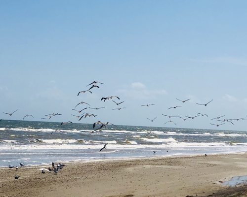 Sea Rim State Park by null