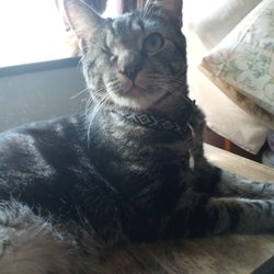 Grande Ronde Animal Hospital - Image of my cat