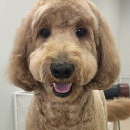Goldendoodle Goldendoodle