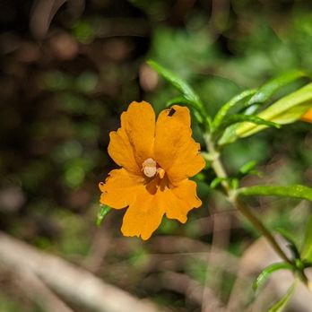 Uvas Canyon County Park - Parks Near Me - Morgan Hill, California