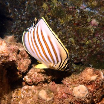 Island Divers Hawaii - ornate butterfly fish - Scuba Diving Near Me - Schofield Barracks, Hawaii Island Divers Hawaii - ornate butterfly fish - Scuba Diving Near Me - Schofield Barracks, Hawaii