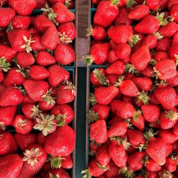 Going to make some jam!